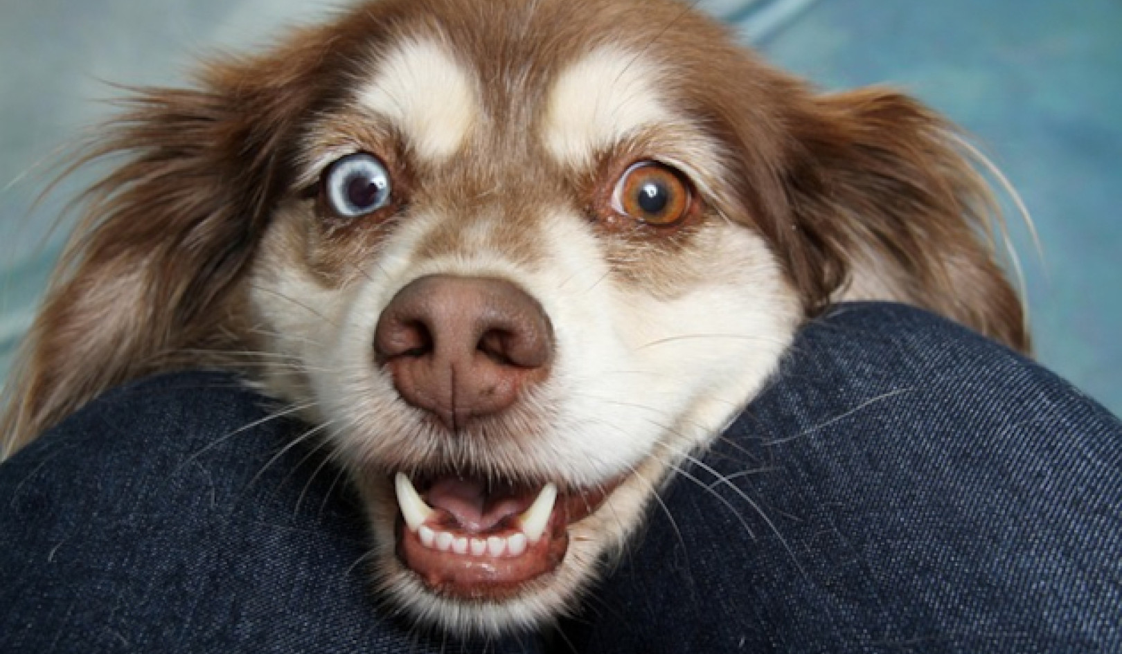 Understanding Your Dog’s Personality Through the Five Element Theory